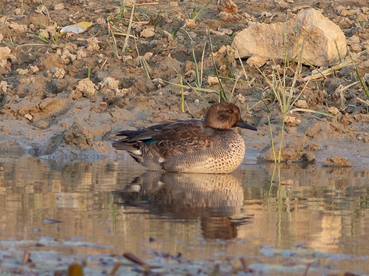 Green-winged Teal - ML129257261