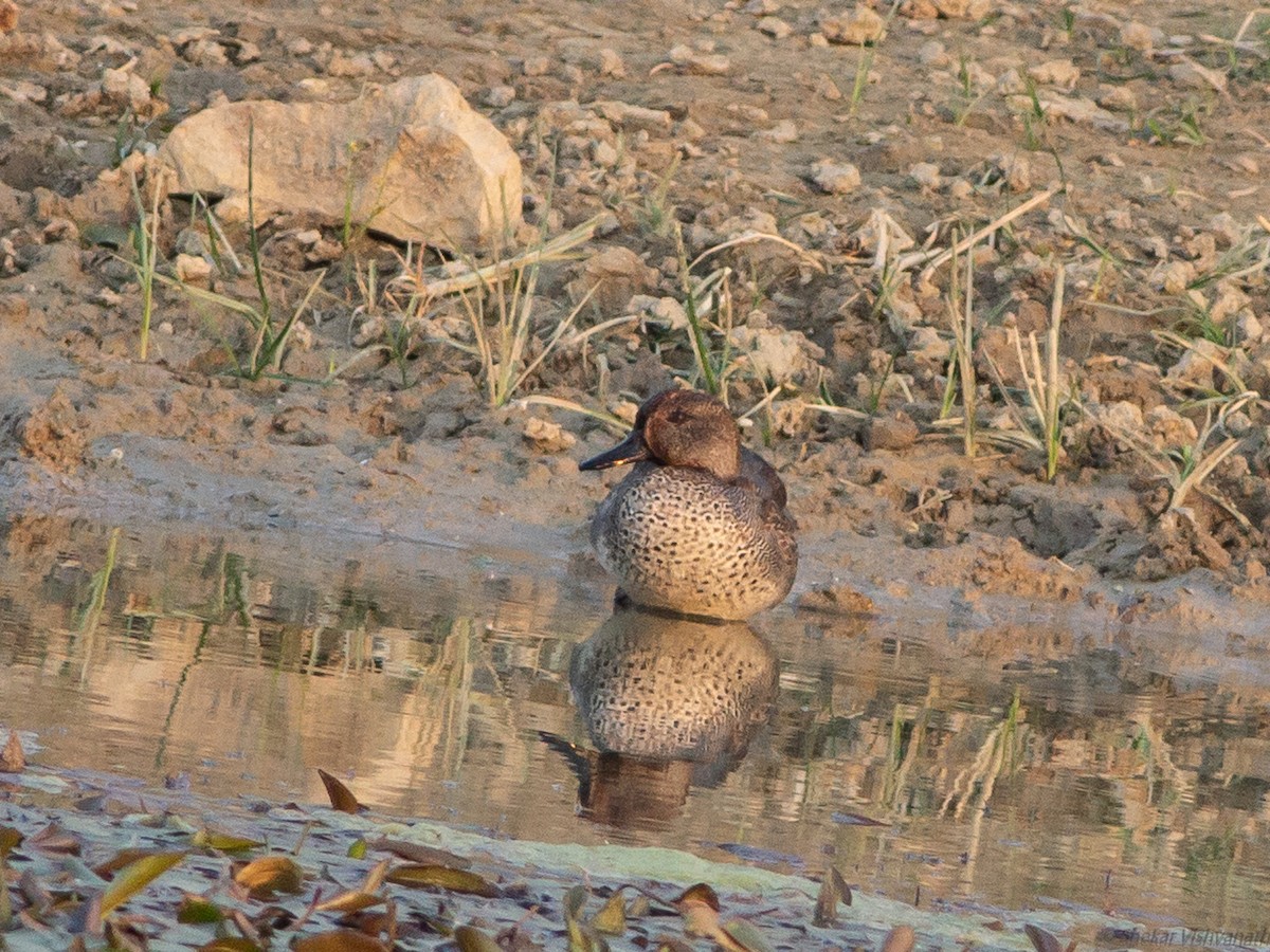 Green-winged Teal - ML129257281