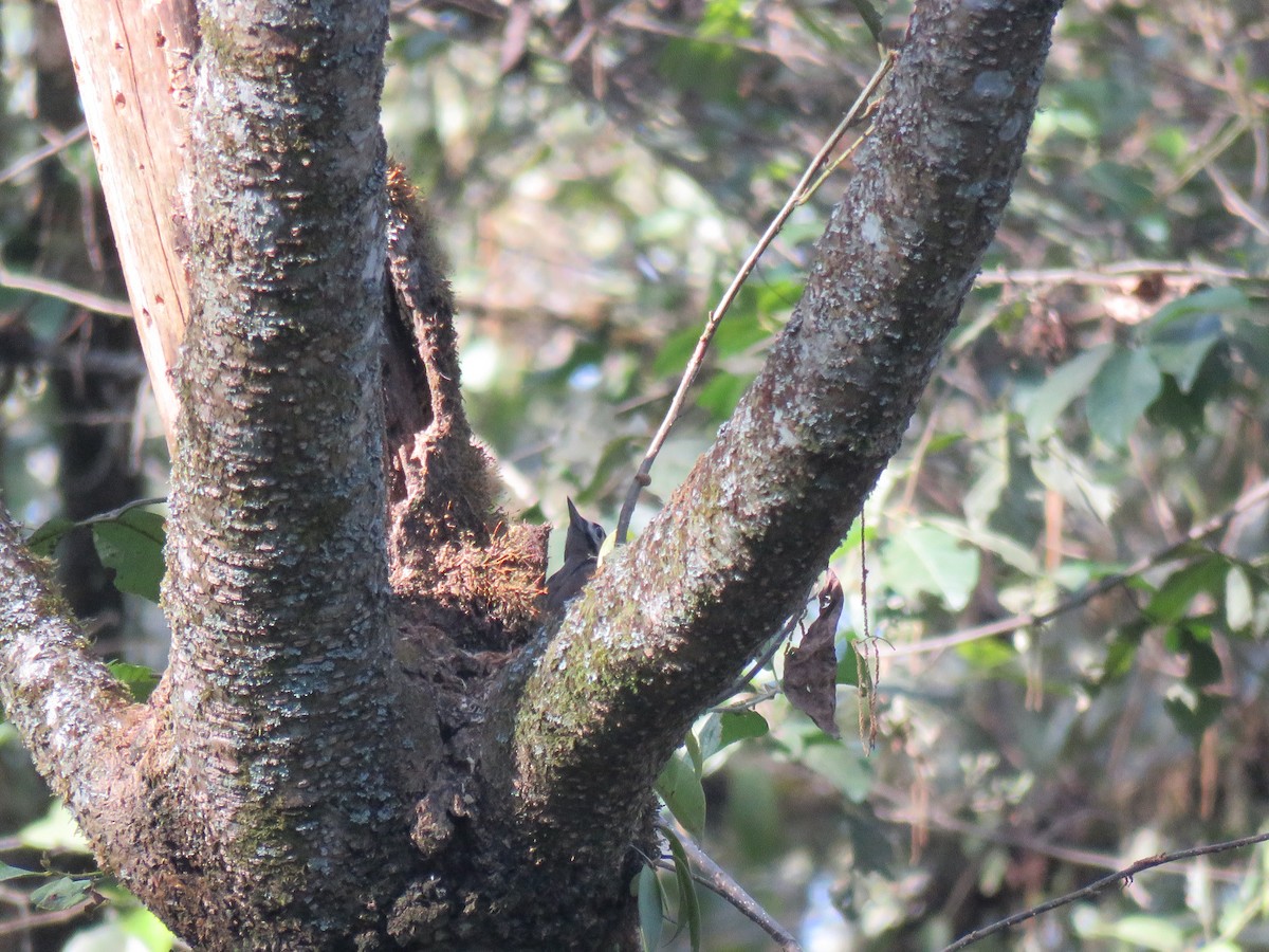 Great Spotted Woodpecker - ML129257941