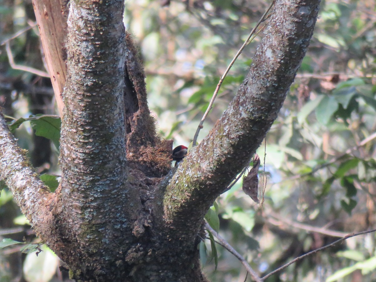 Great Spotted Woodpecker - ML129257951