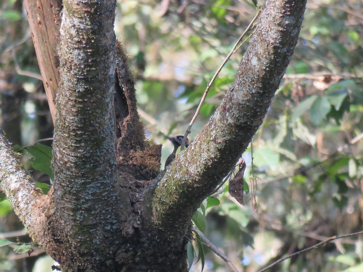 Great Spotted Woodpecker - ML129257961