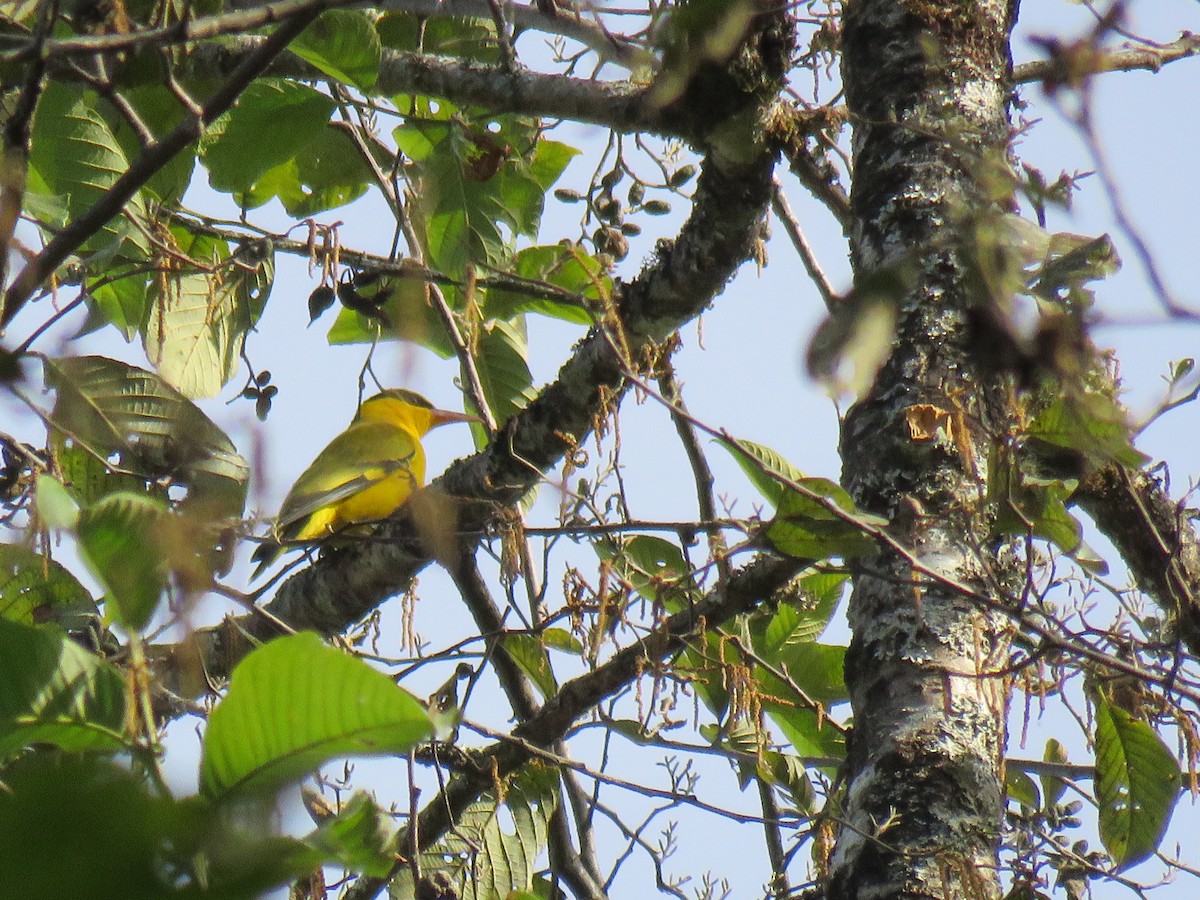 Slender-billed Oriole - Thomas Brooks