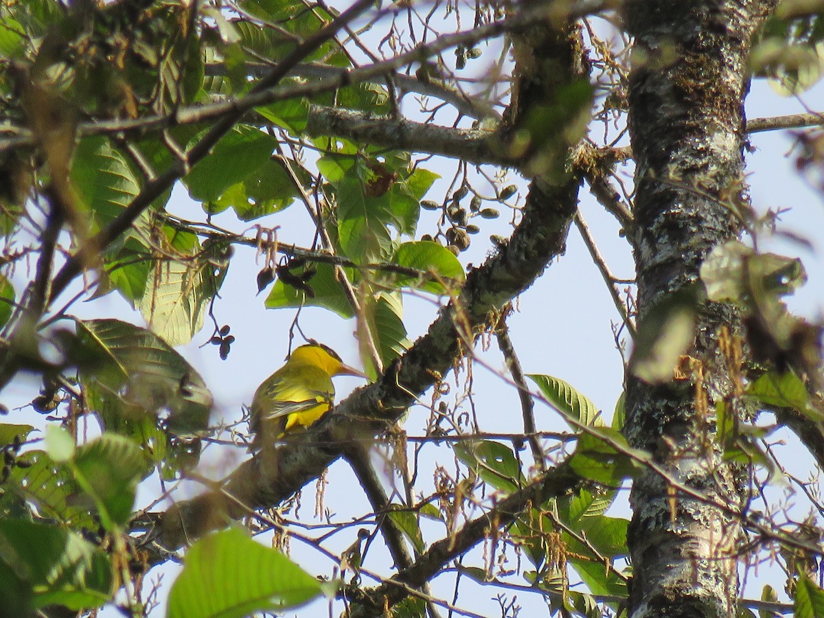 Slender-billed Oriole - Thomas Brooks