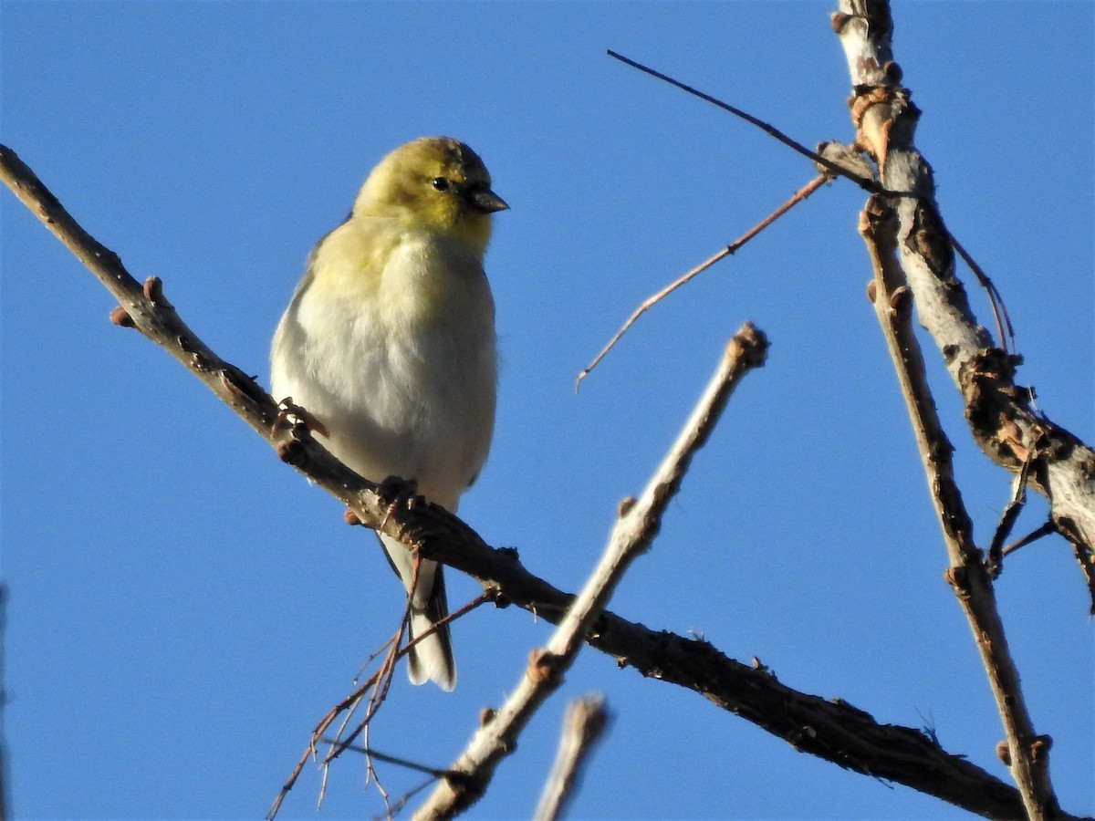 American Goldfinch - ML129259921