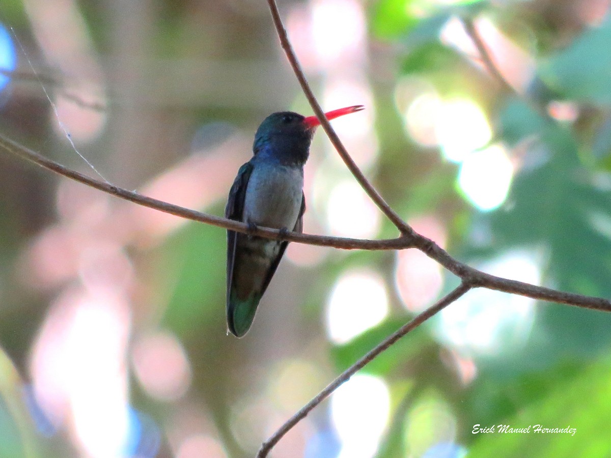 Blue-throated Goldentail - ML129260371