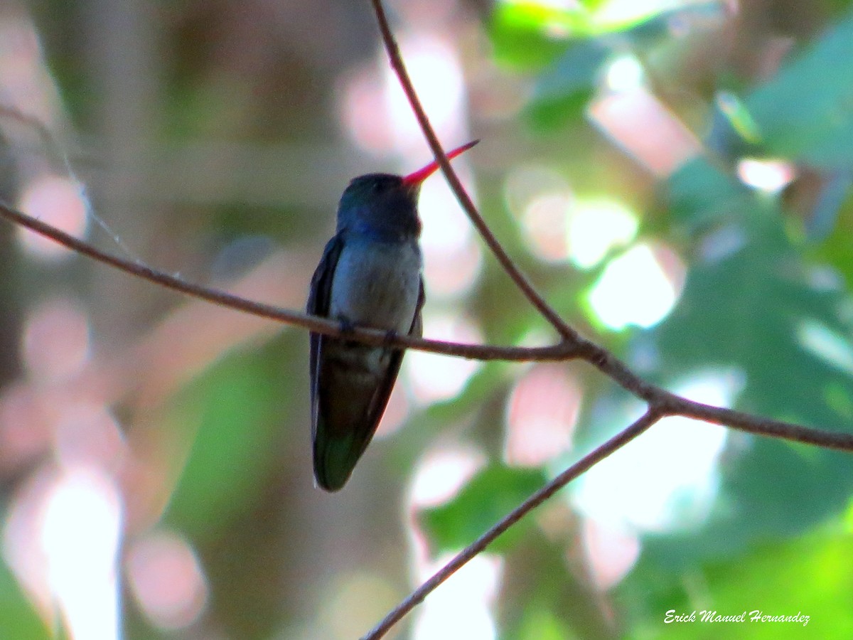 Blue-throated Goldentail - ML129260391