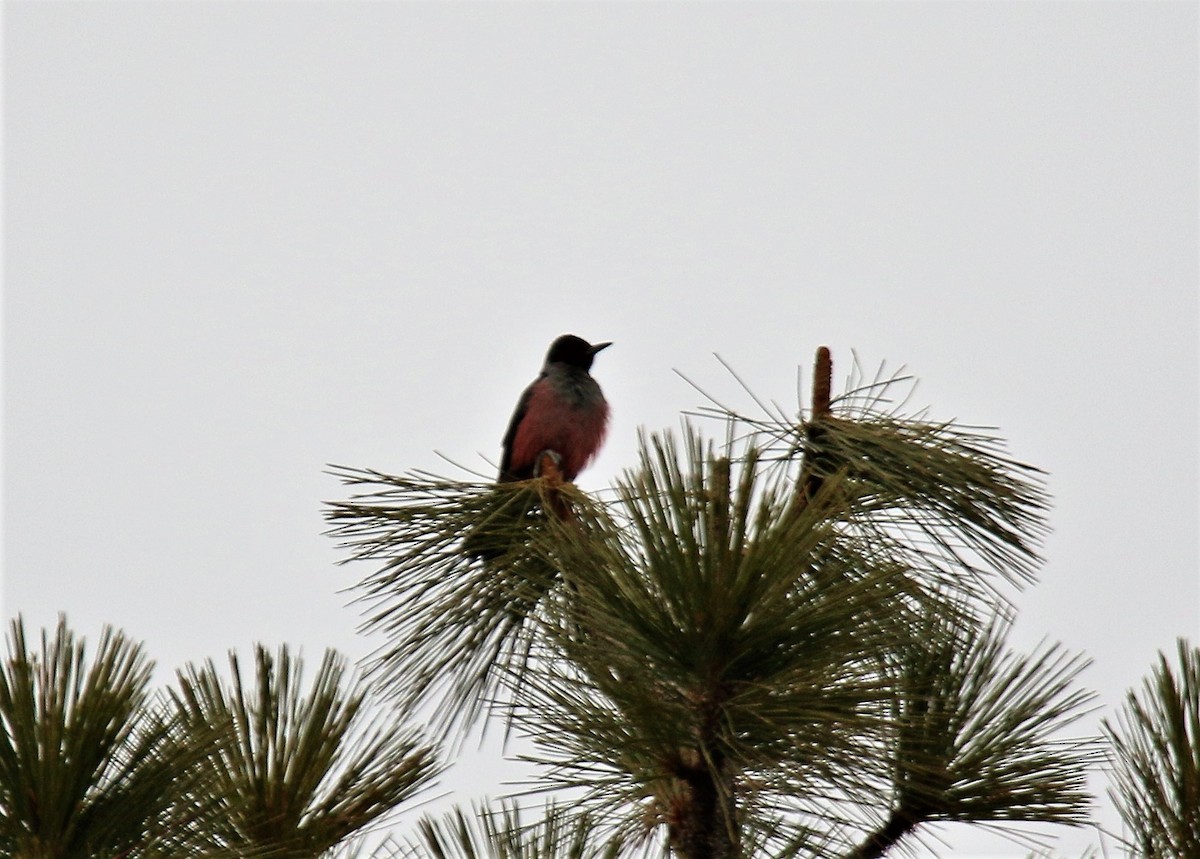 Lewis's Woodpecker - Steve Stump