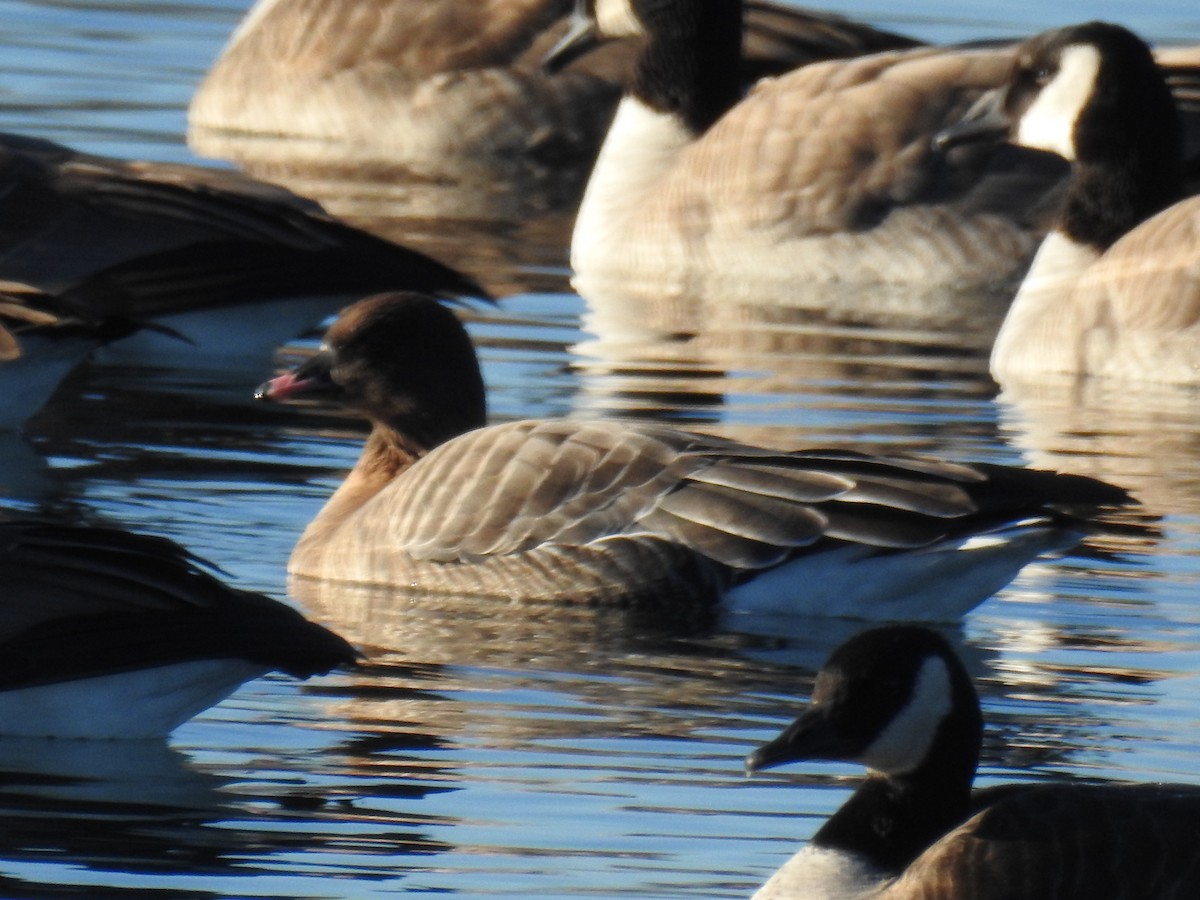 Pink-footed Goose - ML129263121