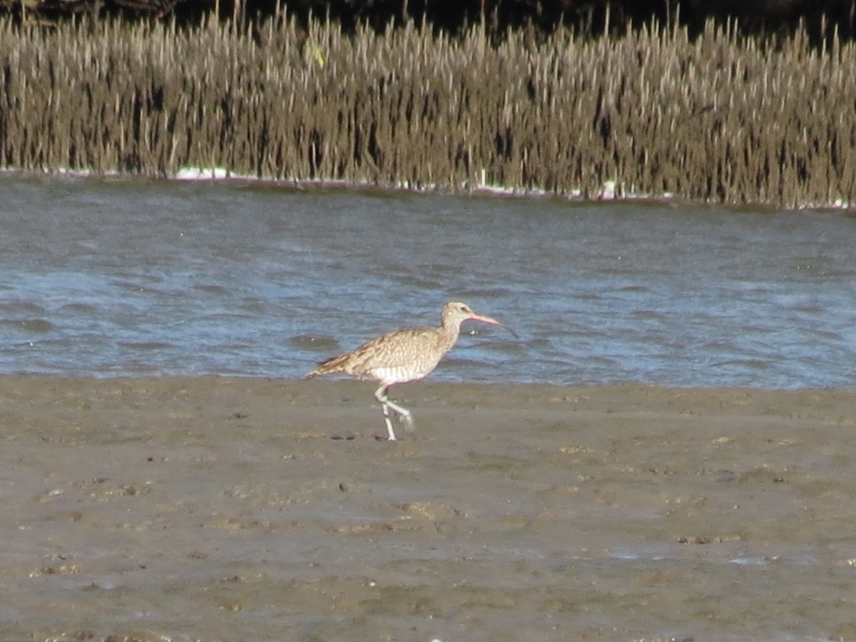 Whimbrel - John Reynolds