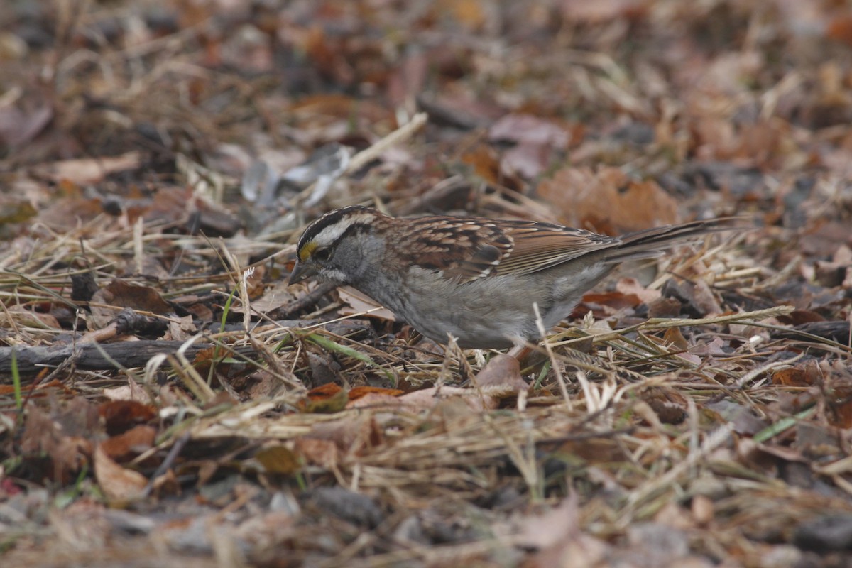 ノドジロシトド - ML129267171