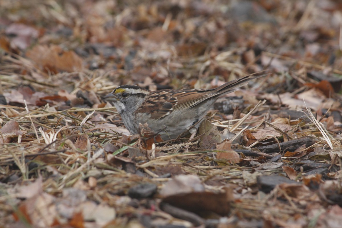 ノドジロシトド - ML129267251