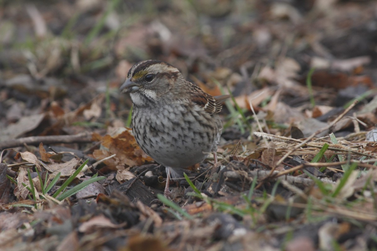 ノドジロシトド - ML129267281