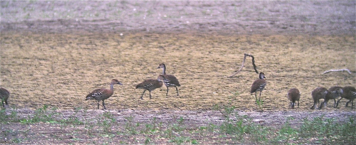 West Indian Whistling-Duck - ML129268511