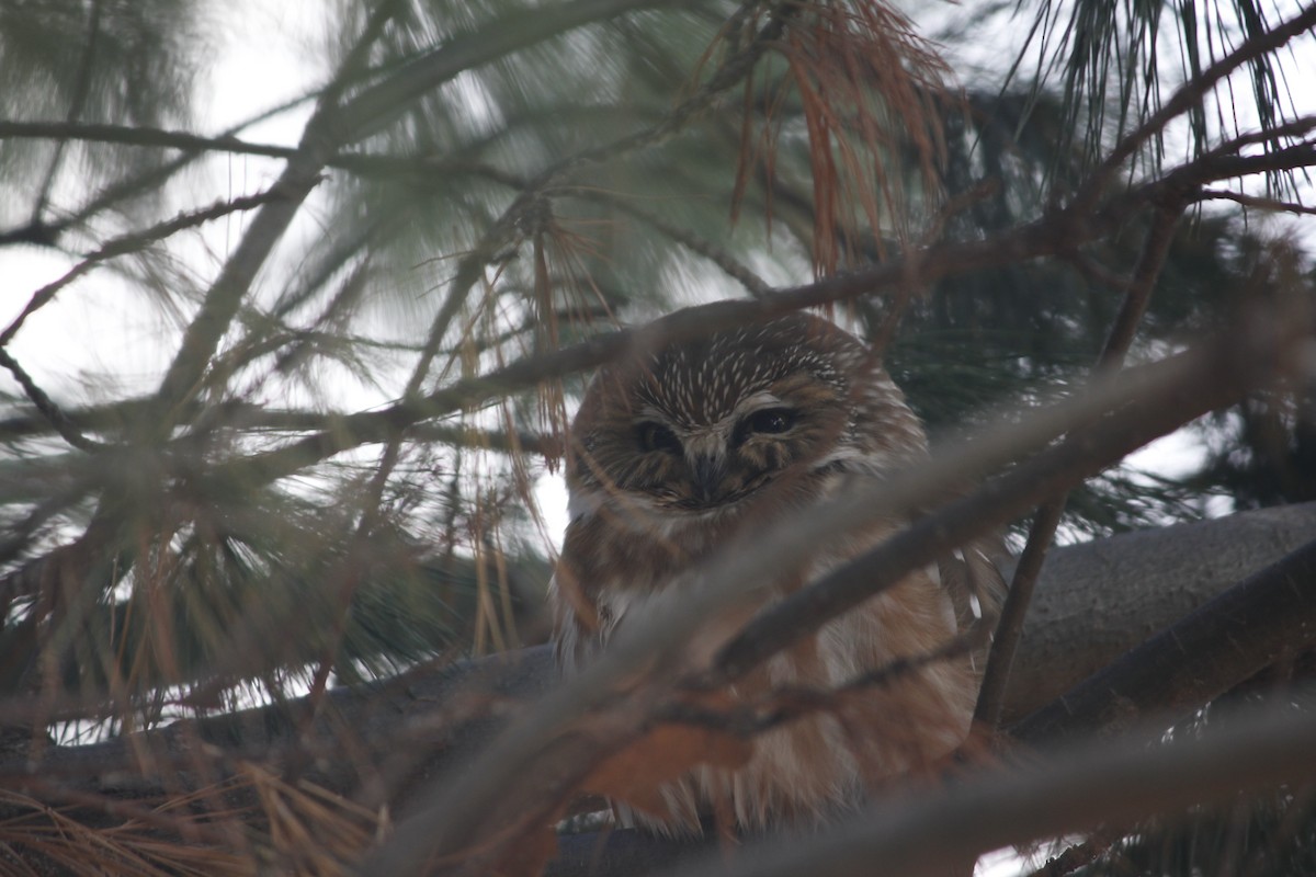 Northern Saw-whet Owl - Clay Davidson-Onsgard