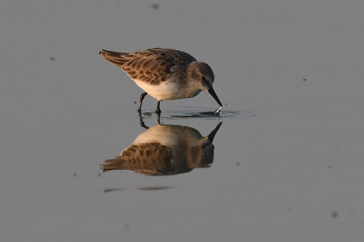 Little Stint - Sriram Reddy