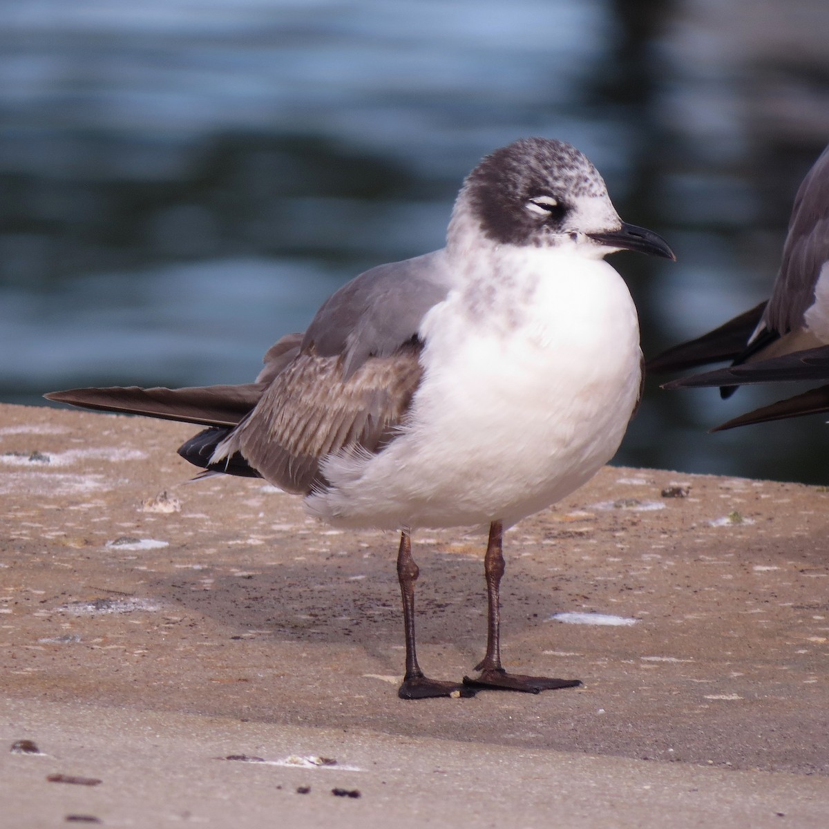 Franklin's Gull - John Groskopf