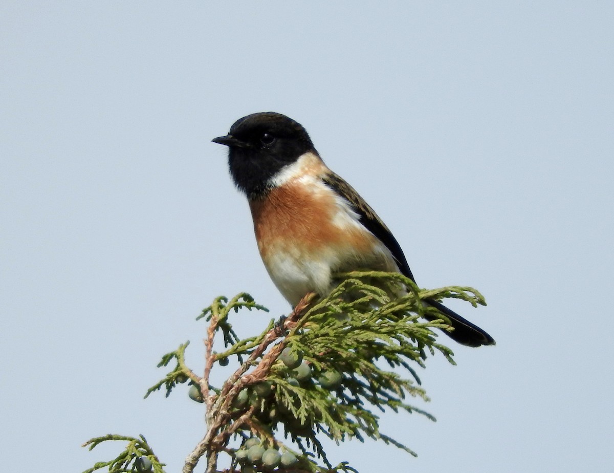 African Stonechat - Gregory Askew