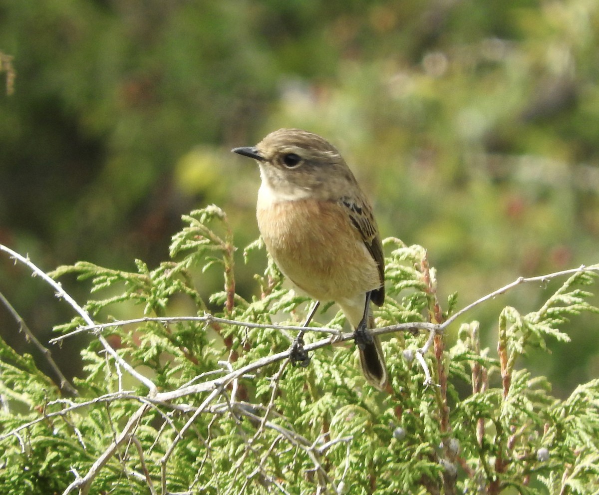 African Stonechat - Gregory Askew