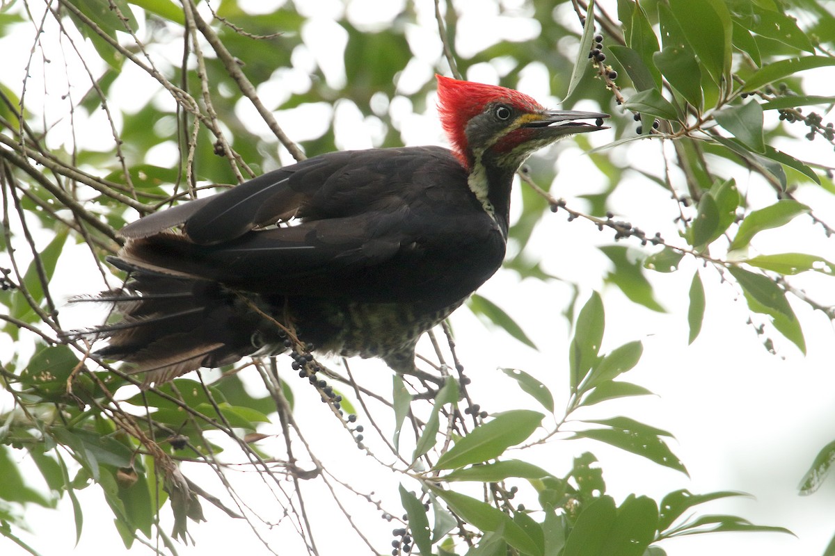 Lineated Woodpecker - ML129272891