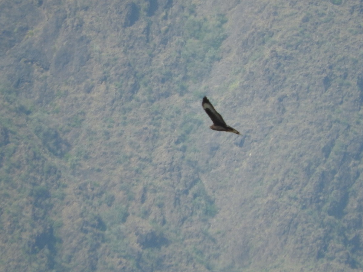 Common Buzzard (Steppe) - ML129273011