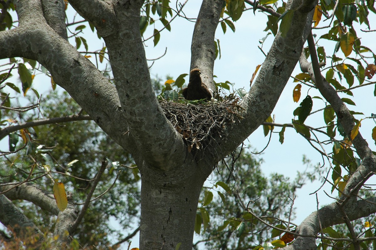 Águila de Wahlberg - ML129274751