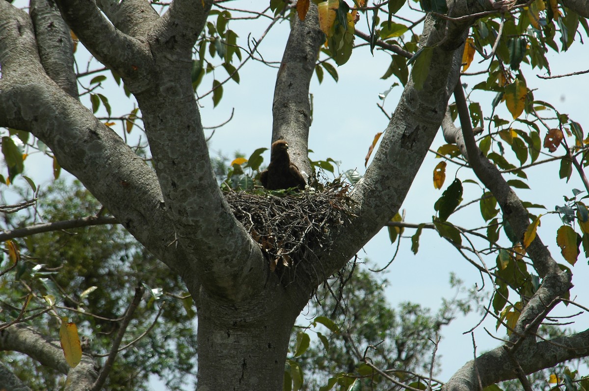 Wahlberg's Eagle - ML129274761