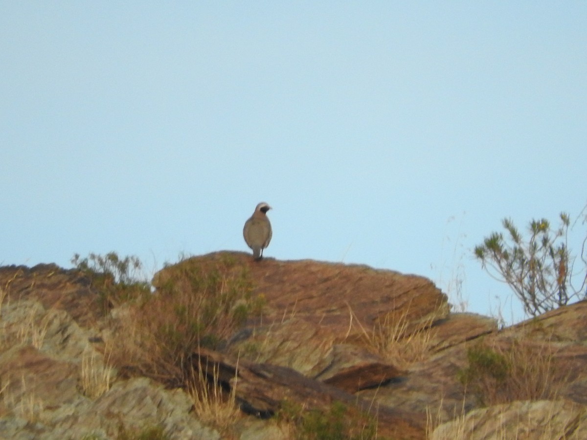 Philby's Partridge - ML129274951