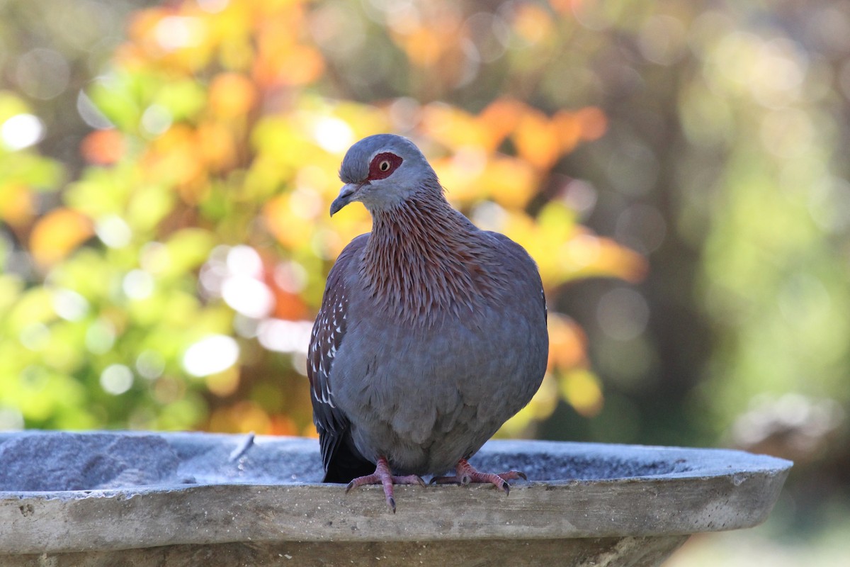 Speckled Pigeon - ML129275311