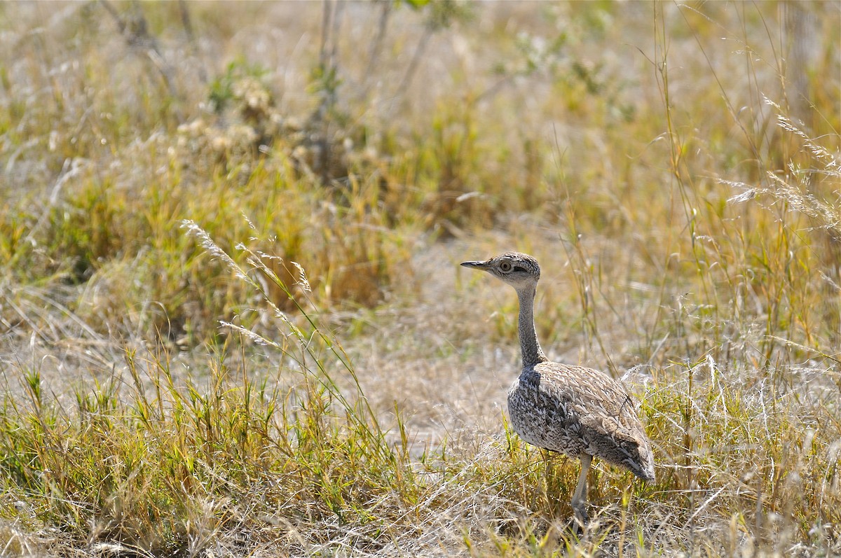 Red-crested Bustard - ML129275361