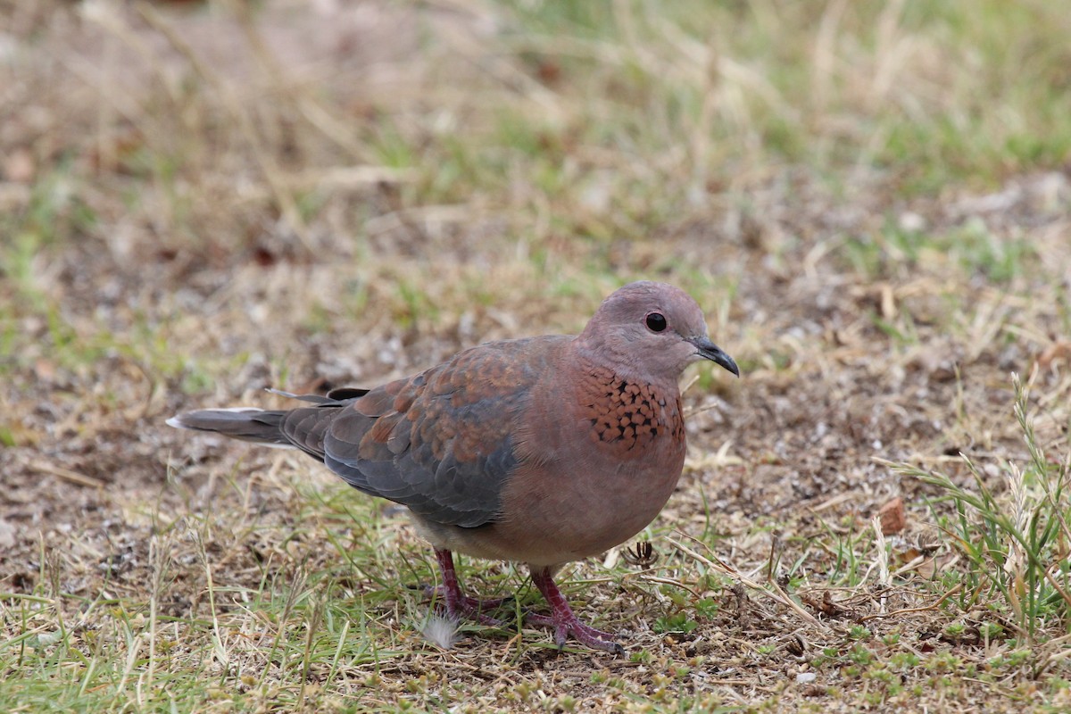 Laughing Dove - ML129275571