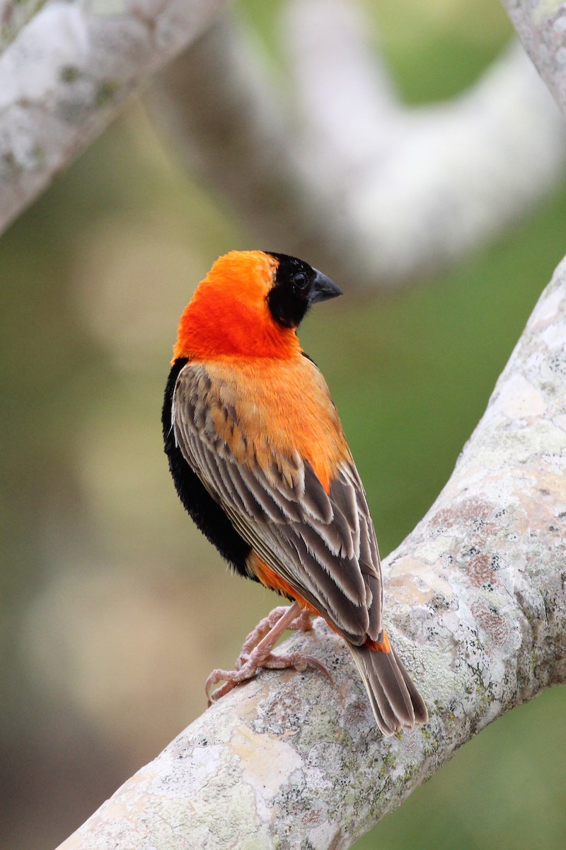 Southern Red Bishop - ML129276501