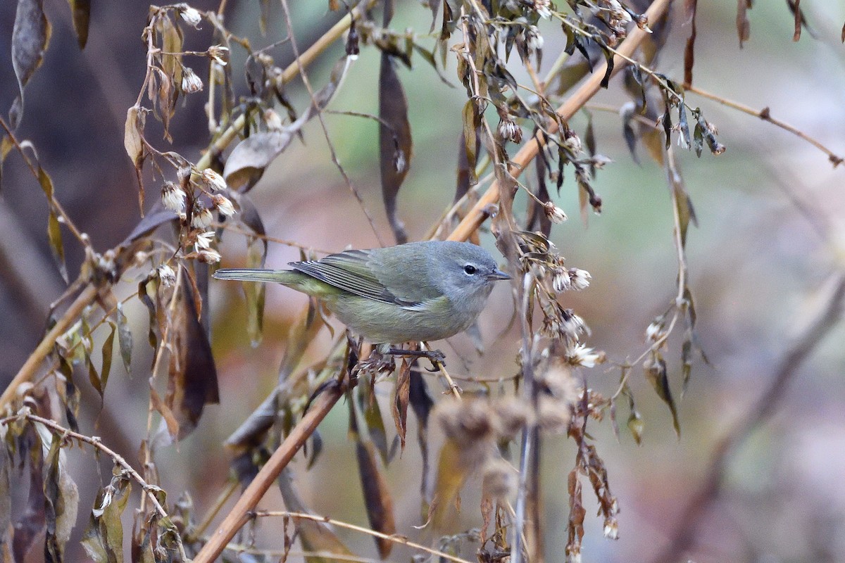 Orange-crowned Warbler - ML129276621