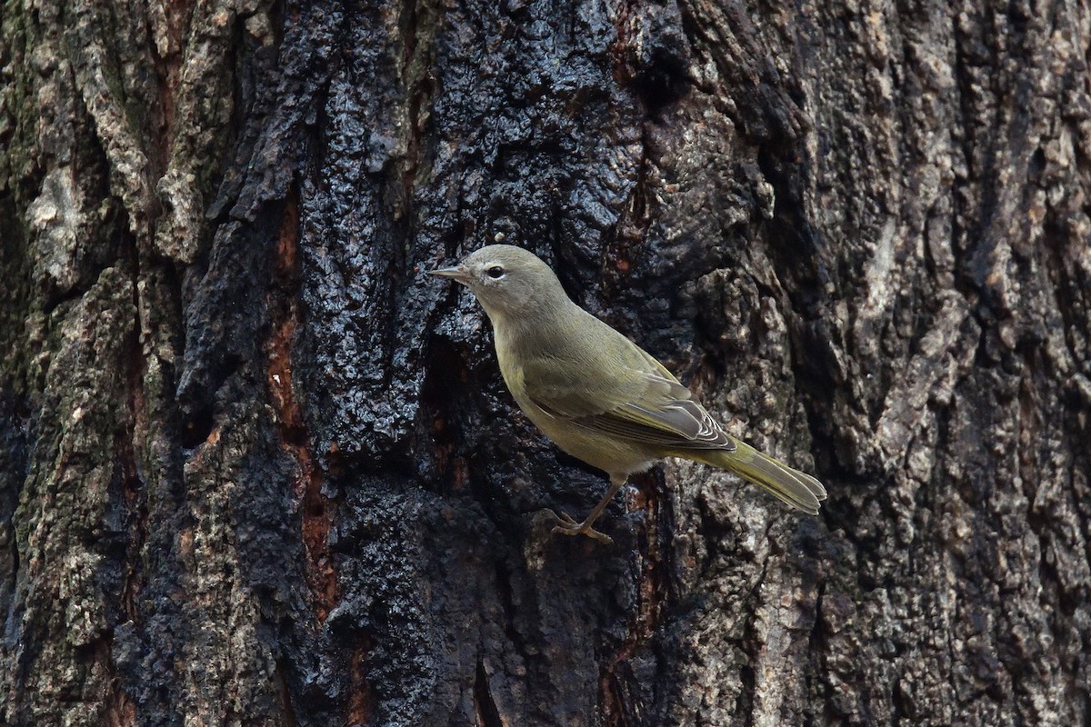 Orange-crowned Warbler - ML129276631