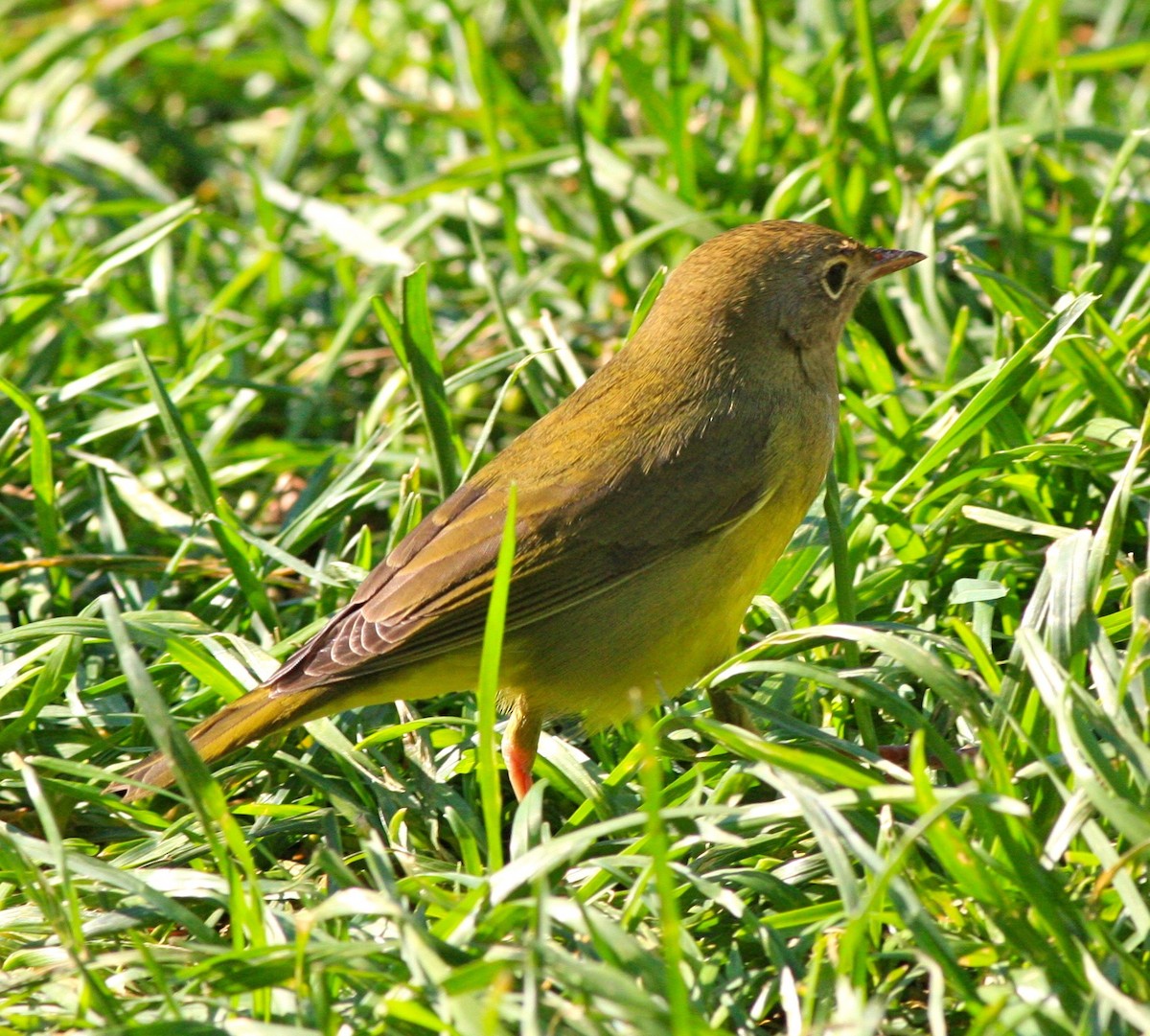 Connecticut Warbler - ML129277031