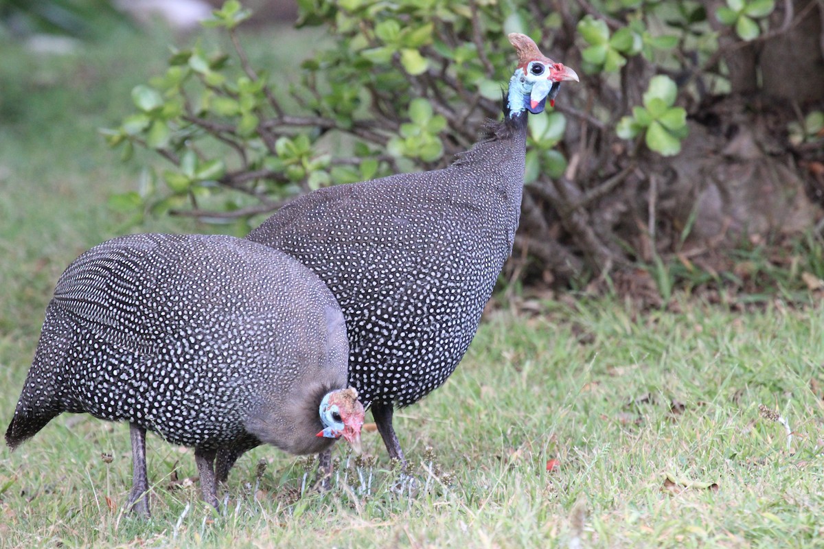 Helmeted Guineafowl - ML129277641