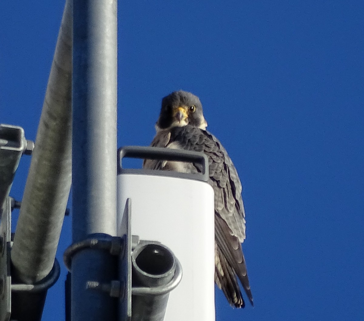 Peregrine Falcon - ML129279181