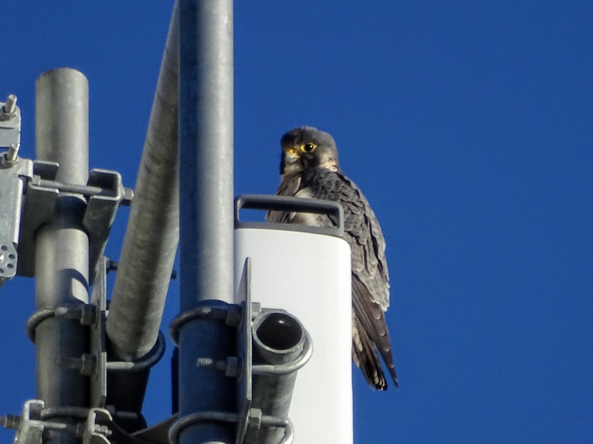 Peregrine Falcon - ML129279201