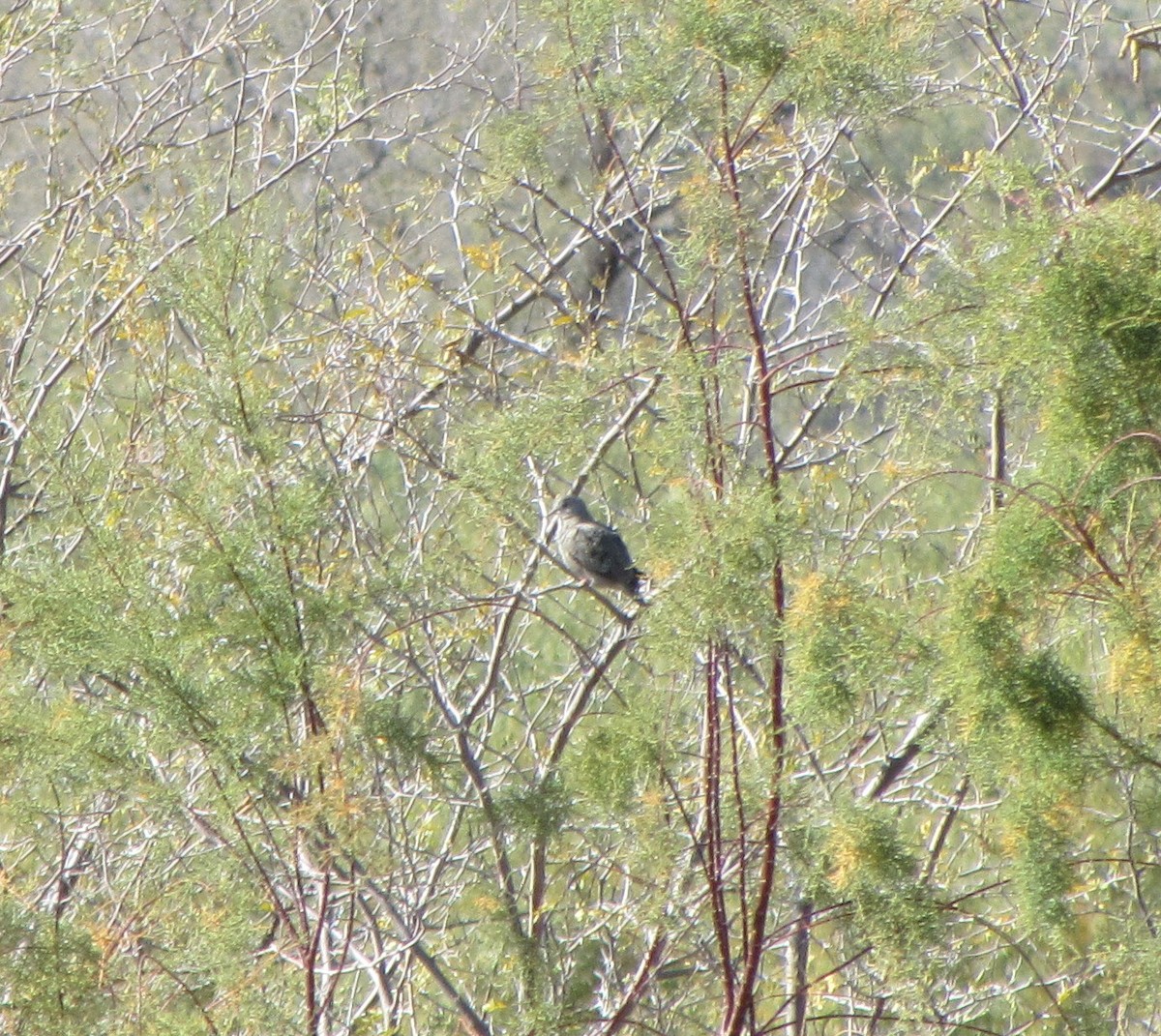 Columbina sp. - ML129280651