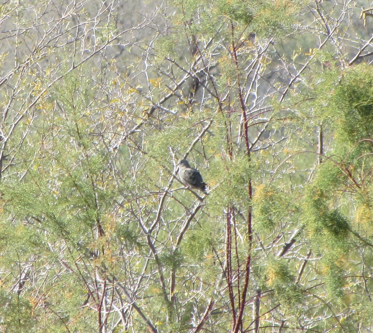 Tortolita/columbina sp. - ML129280651