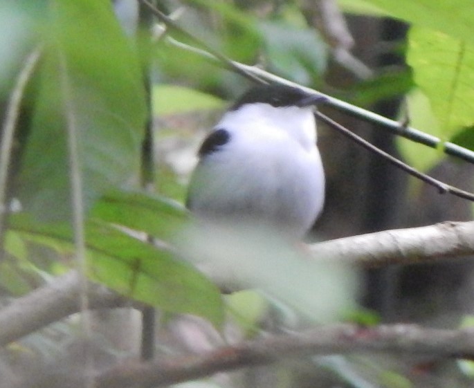 White-bearded Manakin - ML129281141