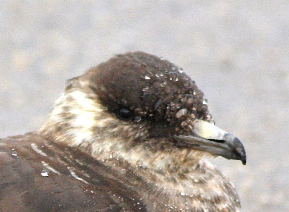 Parasitic Jaeger - ML129282701