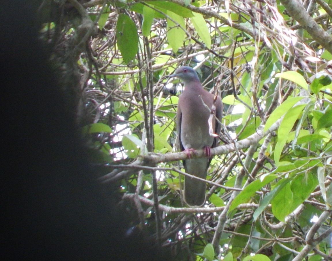 Pale-vented Pigeon - ML129283941