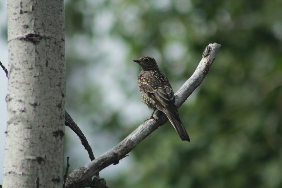 Townsend's Solitaire - Hayden Bildy