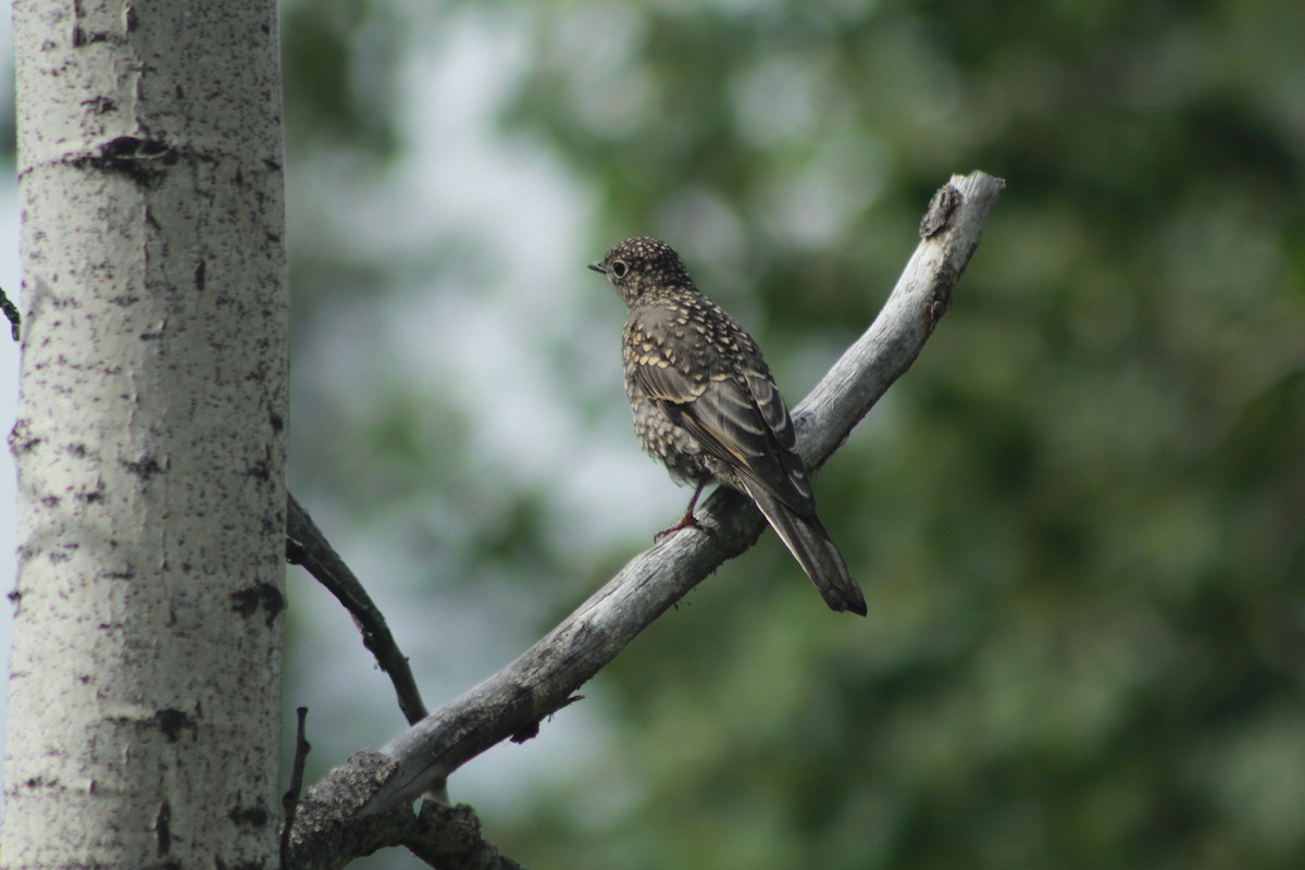 Townsend's Solitaire - ML129285861