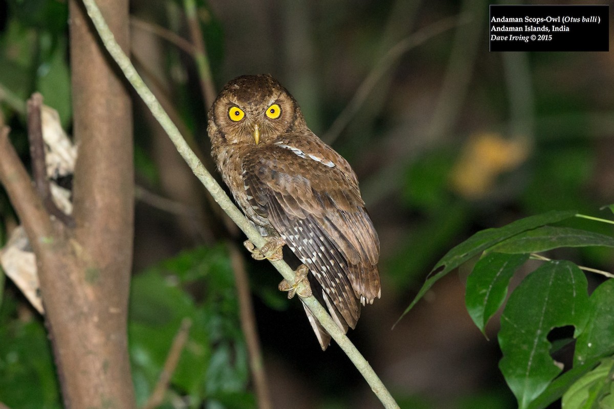 Andaman Scops-Owl - David Irving