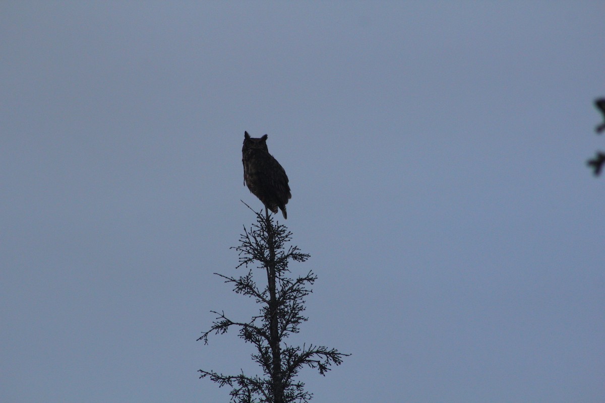 Great Horned Owl - ML129286361