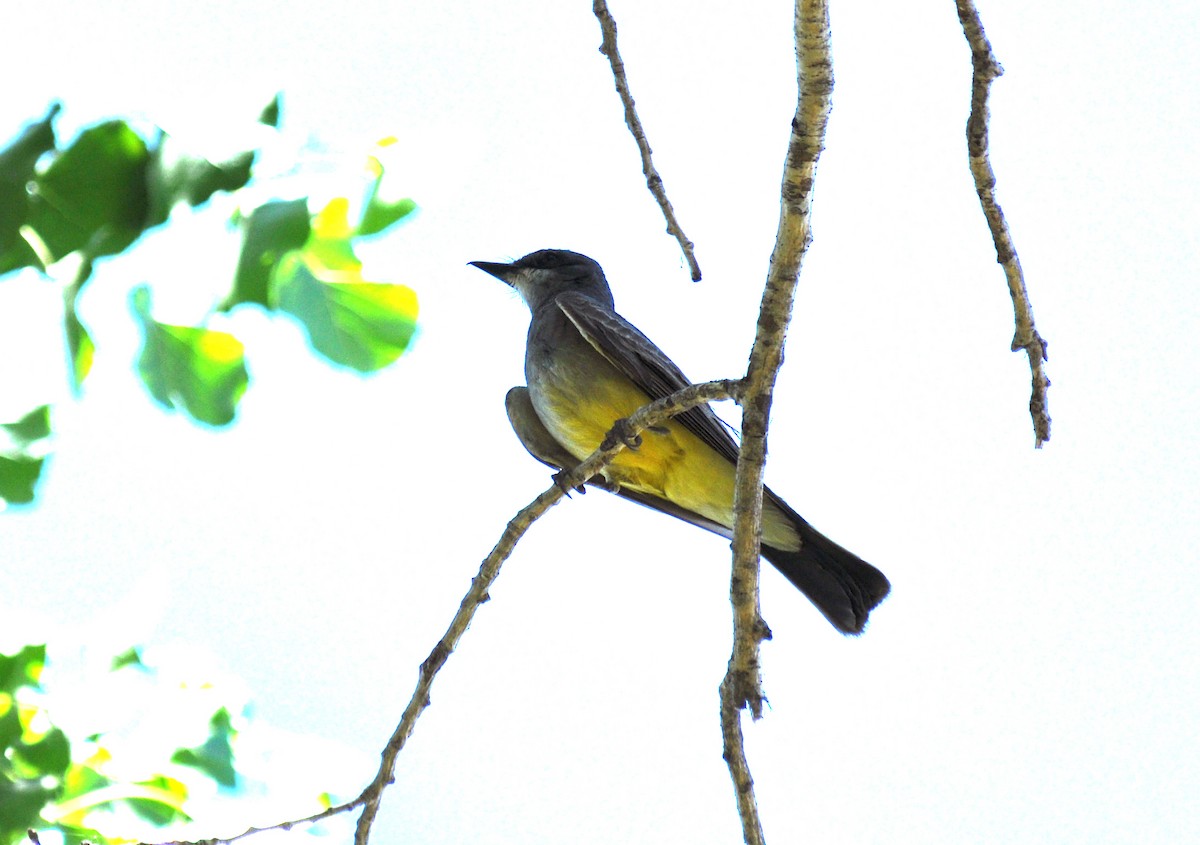 Cassin's Kingbird - ML129287101