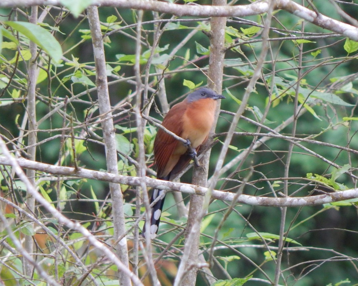 Gray-capped Cuckoo - ML129287111