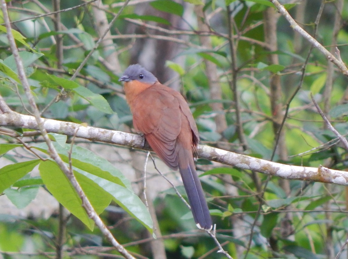 Gray-capped Cuckoo - C. Sledge