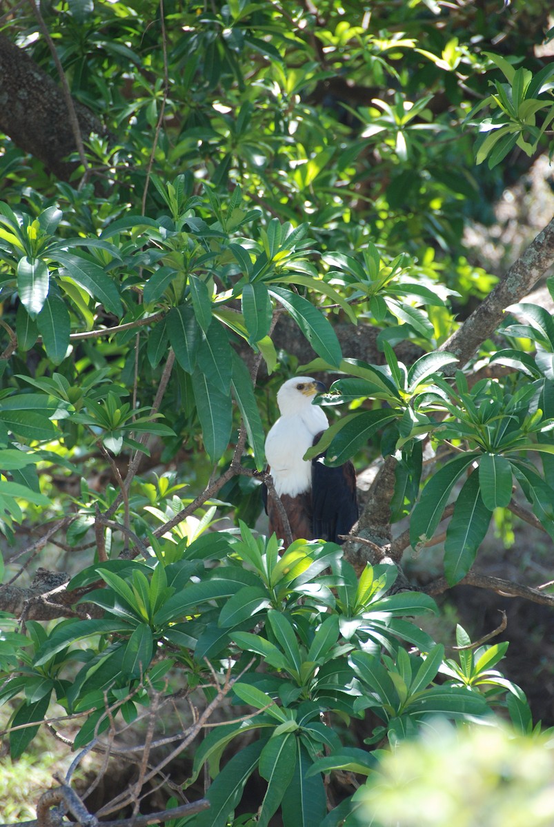 African Fish-Eagle - ML129287321